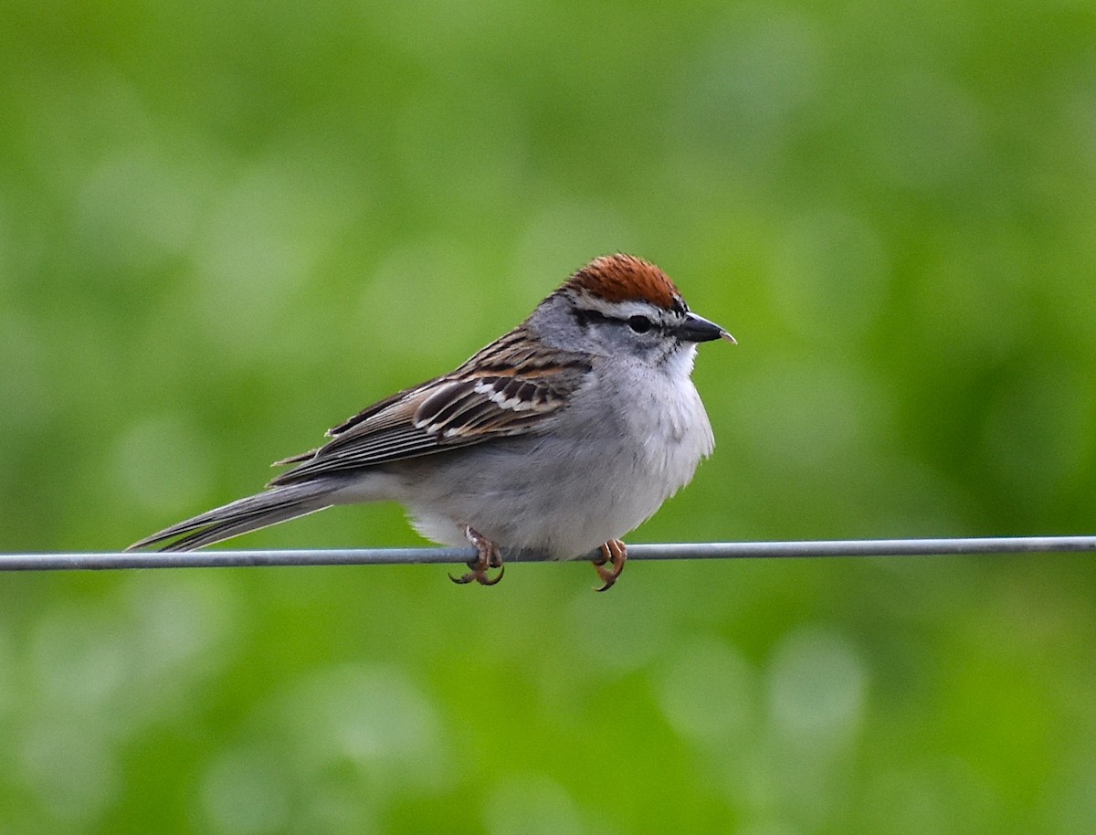 Chipping Sparrow - ML435743021