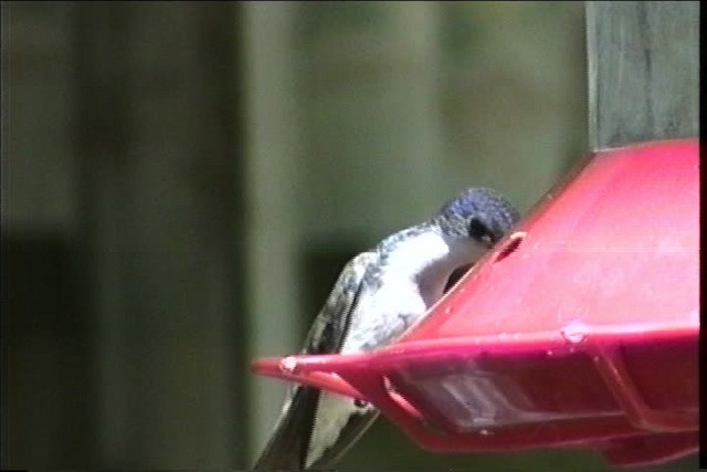 Violet-crowned Hummingbird - ML435744