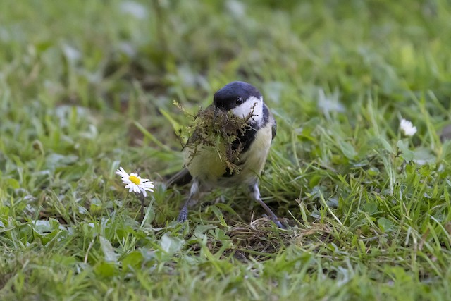 Adult gathering moss for nest material. - Great Tit - 