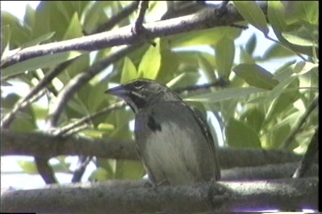 Five-striped Sparrow - ML435746