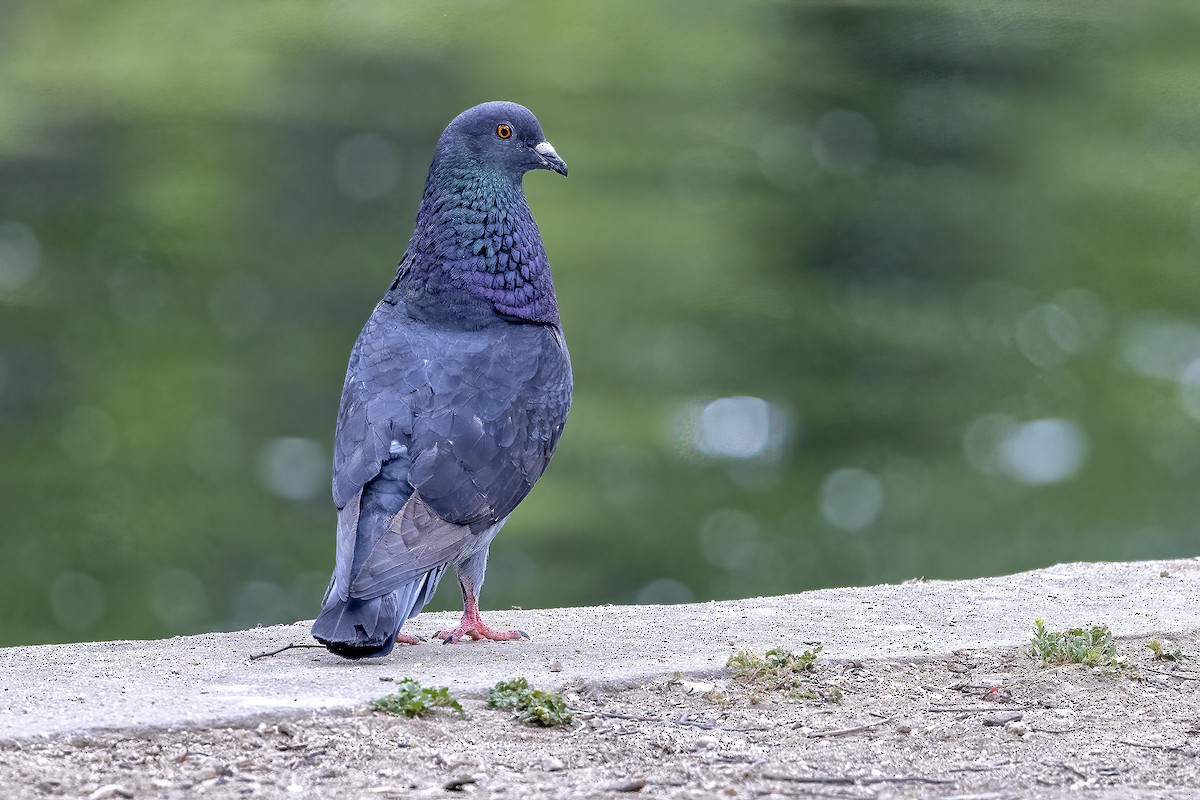 Rock Pigeon (Feral Pigeon) - ML435749351