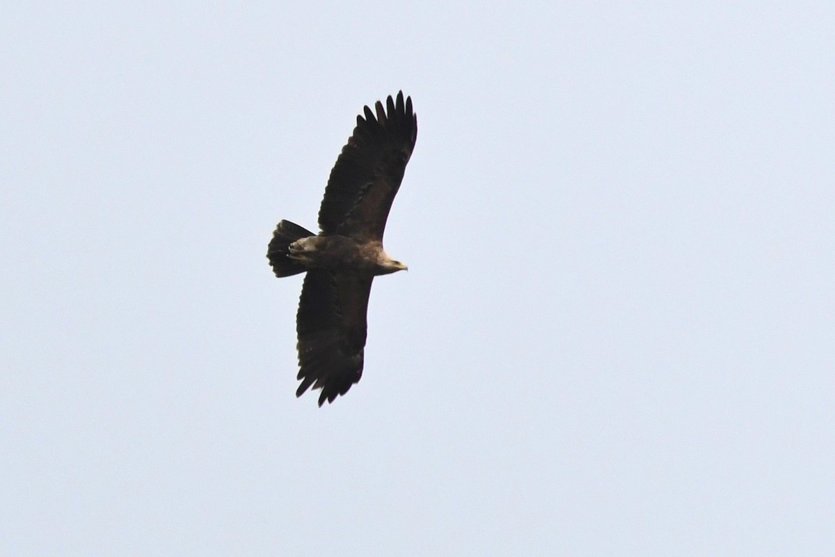 Lesser Spotted Eagle - František Straka