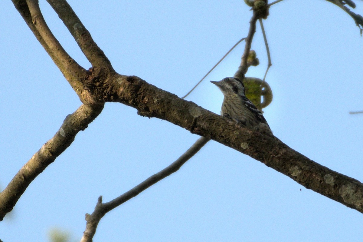 Gray-capped Pygmy Woodpecker - ML435759291