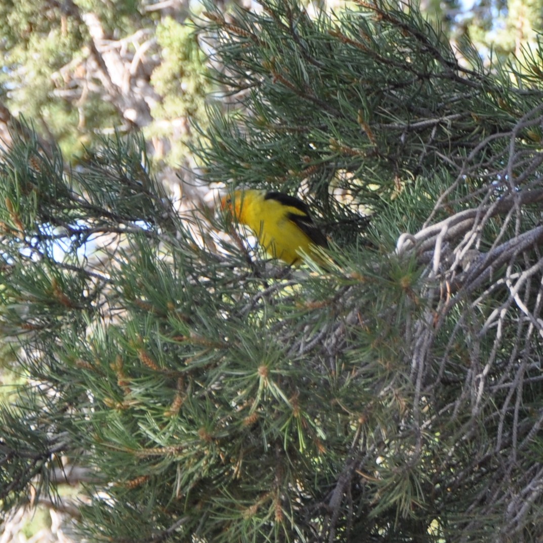 Western Tanager - Amy McLane