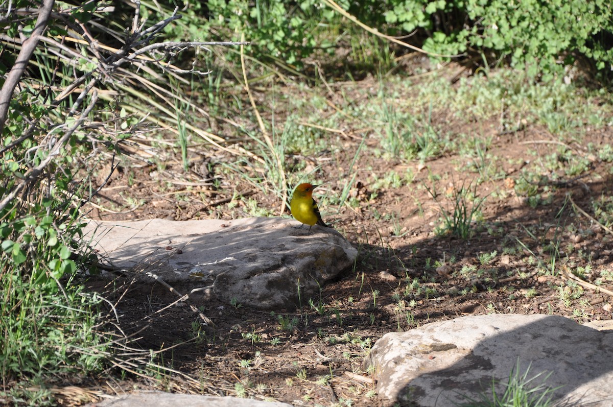 Western Tanager - Amy McLane