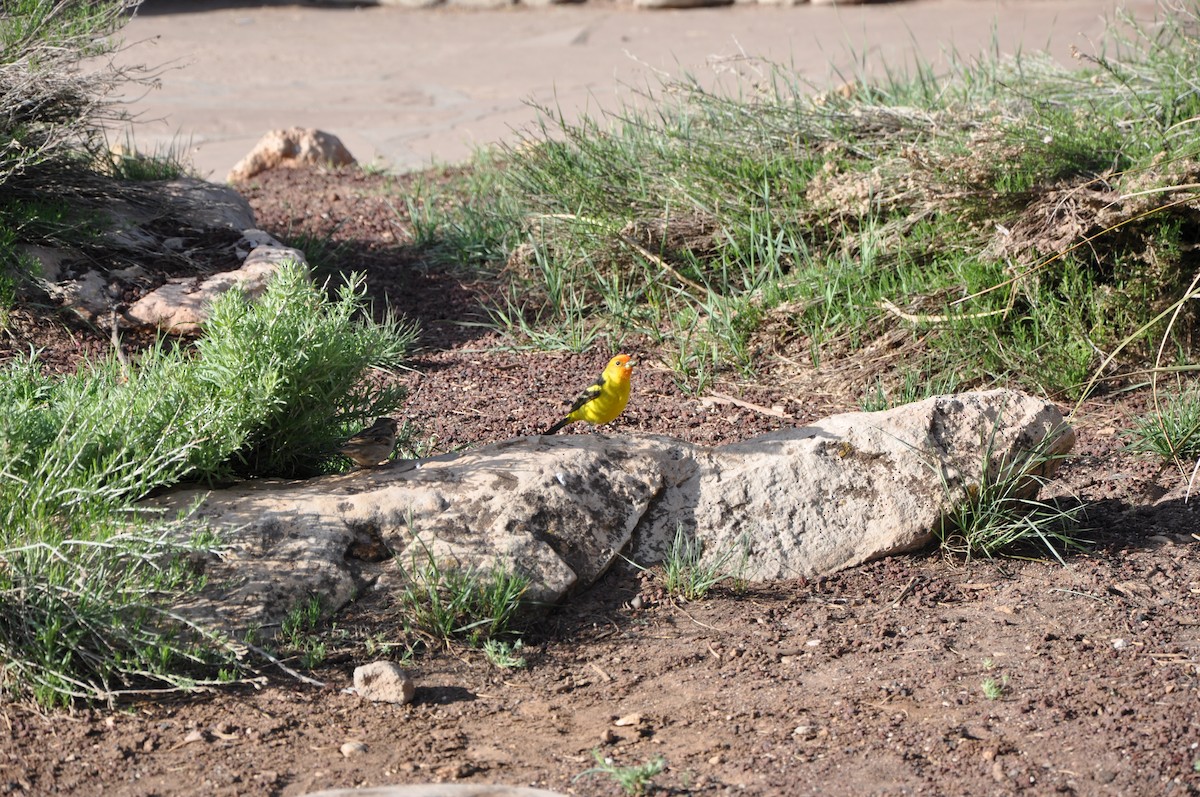 Western Tanager - ML43576091