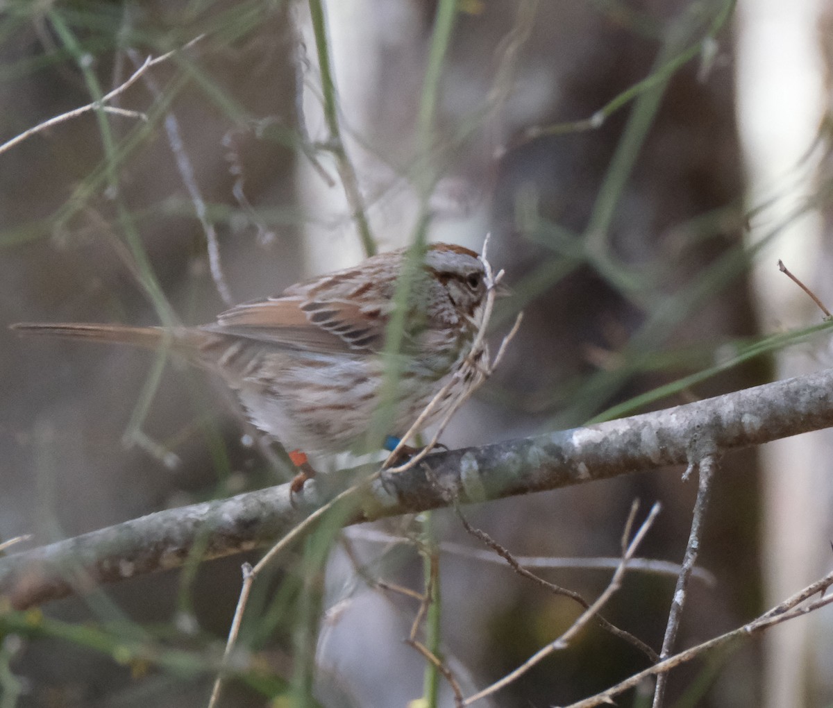 Song Sparrow - L Knippers