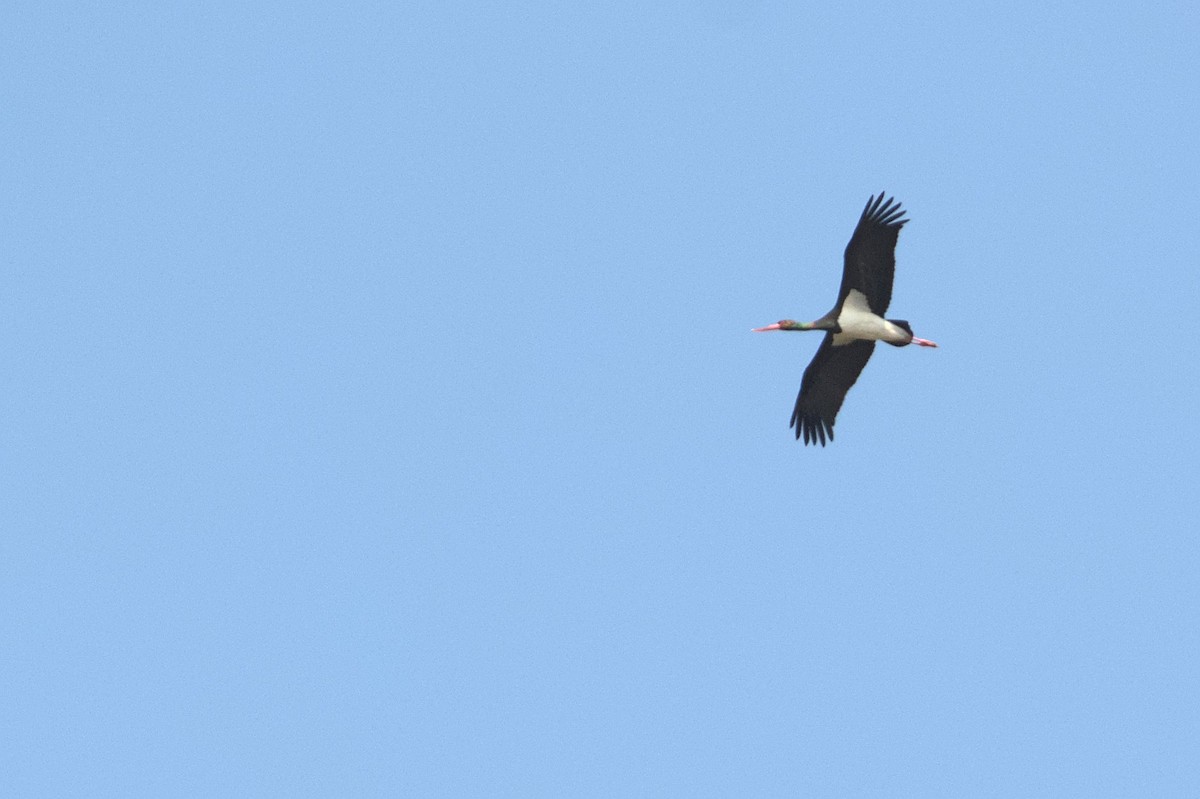 Black Stork - Ashwani Sharma