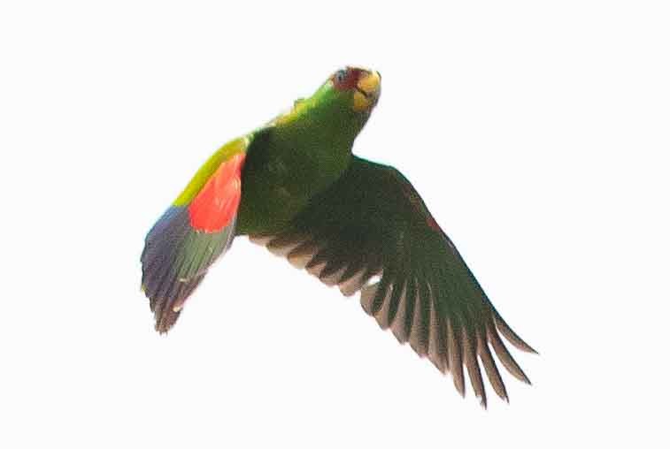 White-fronted Parrot - James Timmons