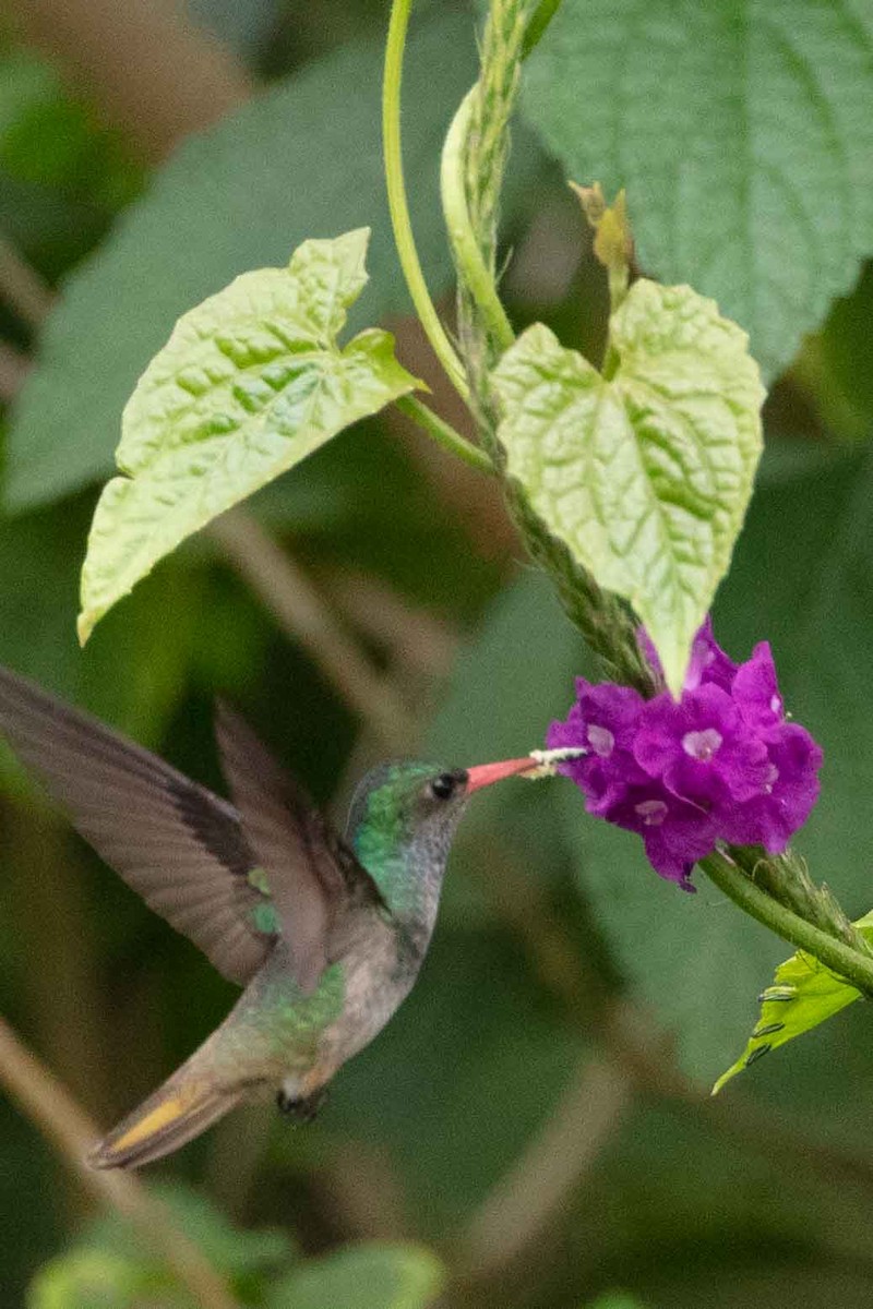 Rufous-tailed Hummingbird - ML435772041