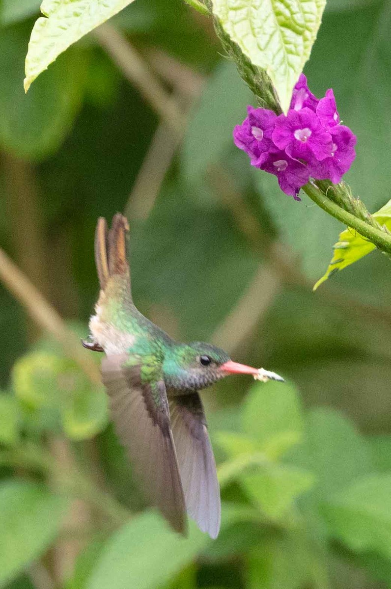 Rufous-tailed Hummingbird - ML435772051