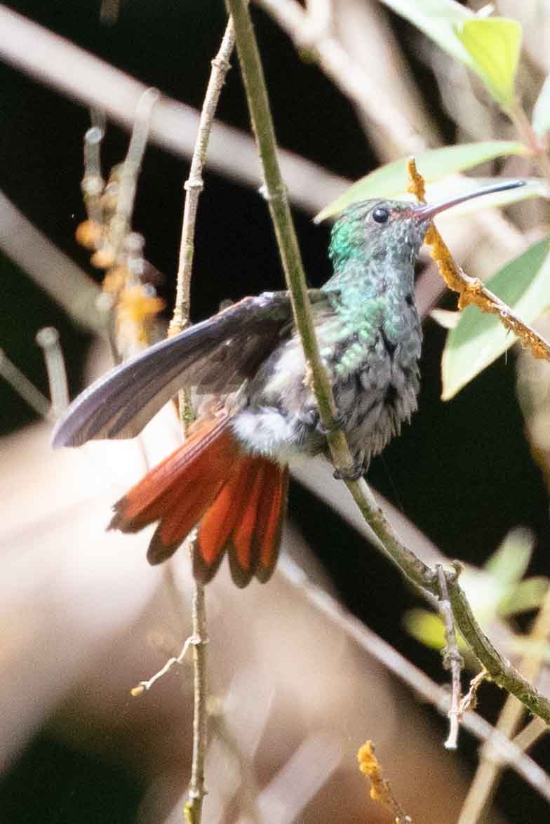 Rufous-tailed Hummingbird - James Timmons