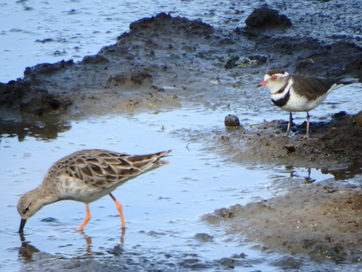 Three-banded Plover - ML43577541