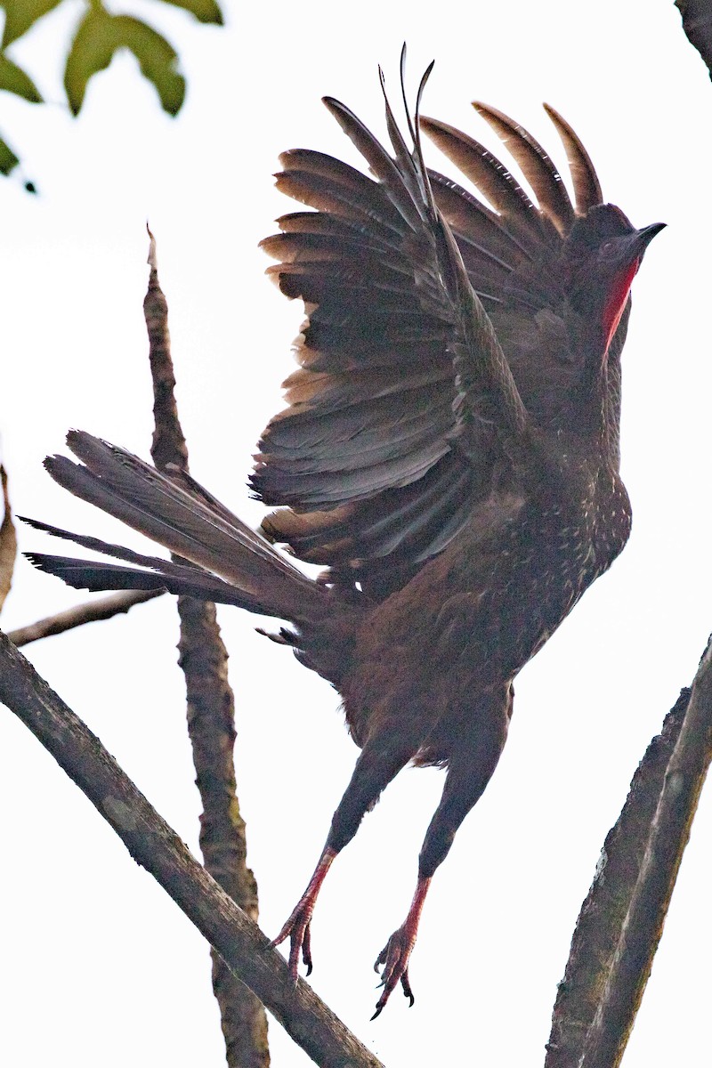 Crested Guan - ML435776541