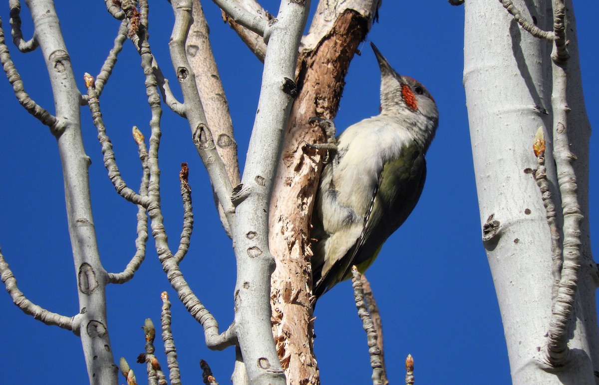 Iberian Green Woodpecker - ML435777991