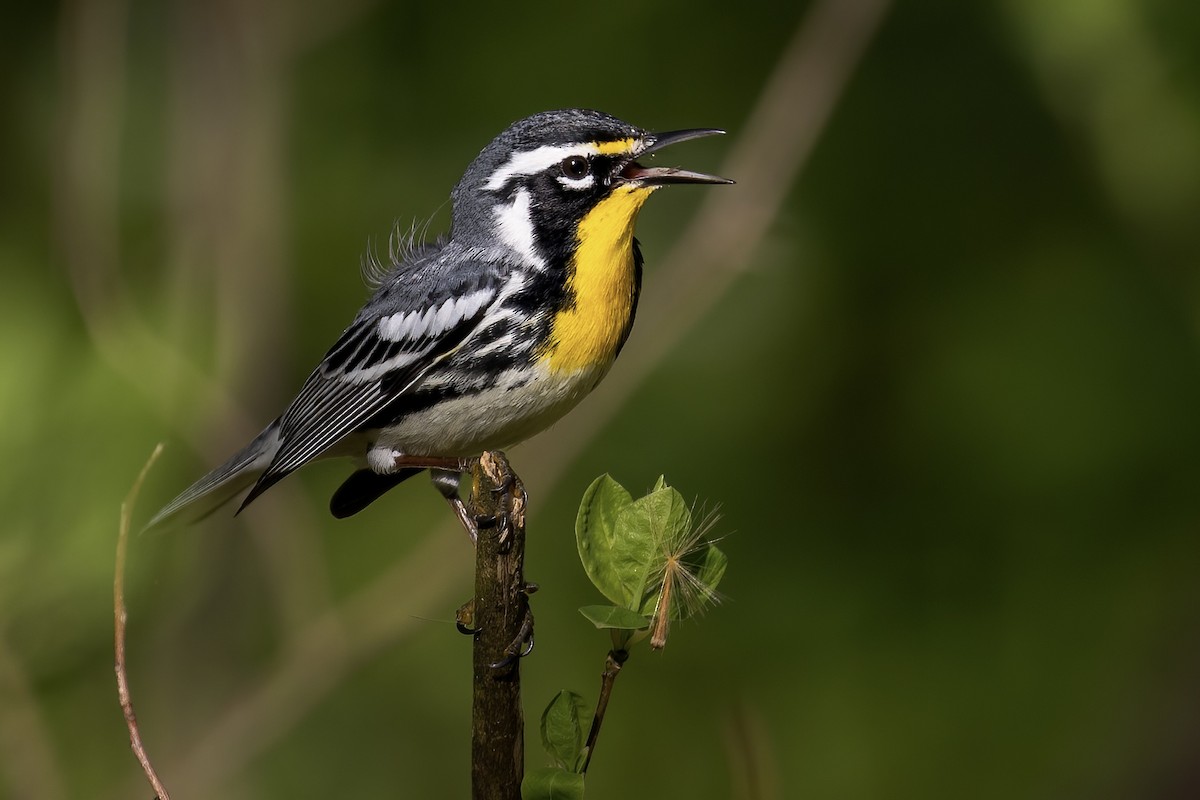 Yellow-throated Warbler - Matt Felperin