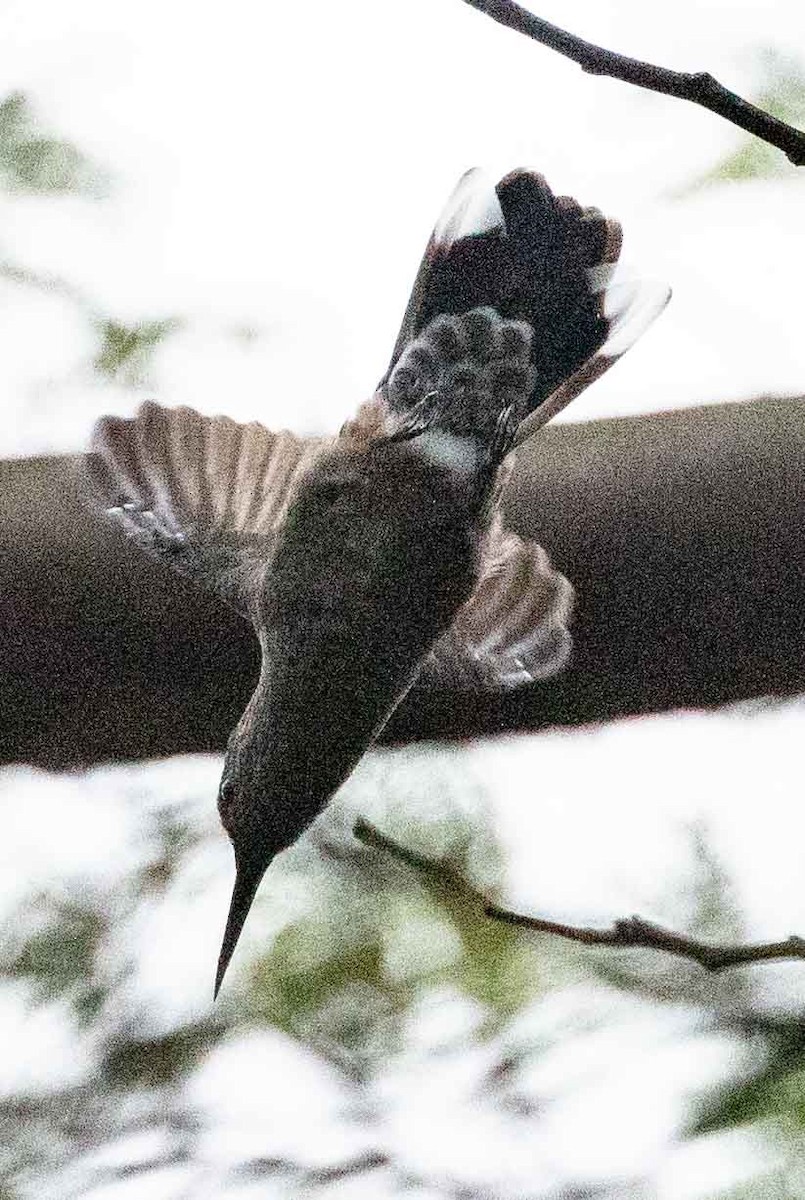 Scaly-breasted Hummingbird - ML435781681