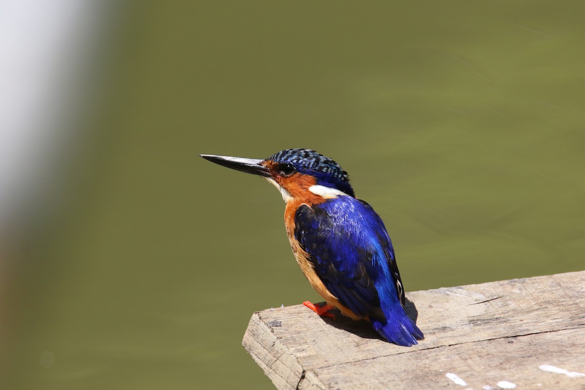 Malagasy Kingfisher - ML435782521