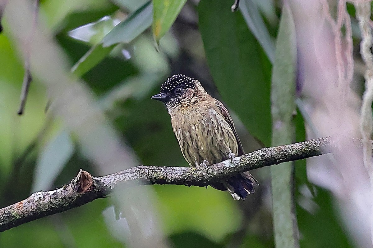Olivaceous Piculet - ML435782891