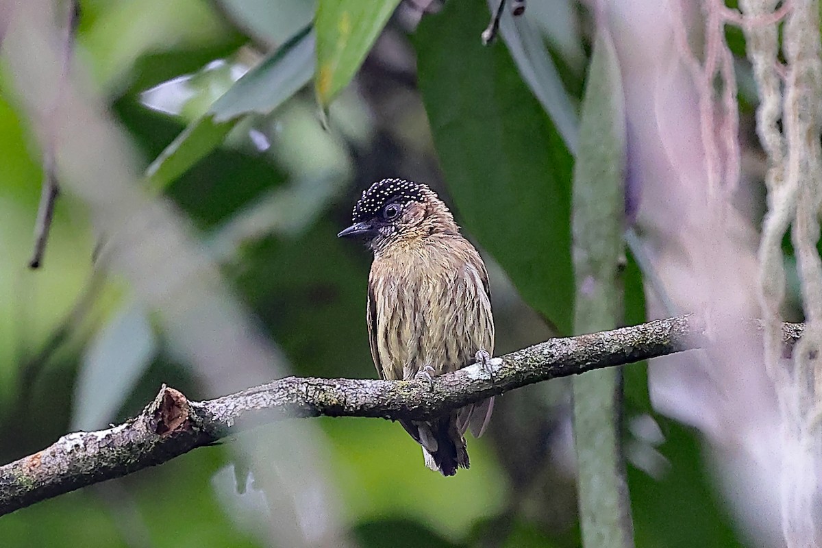 Olivaceous Piculet - ML435782931