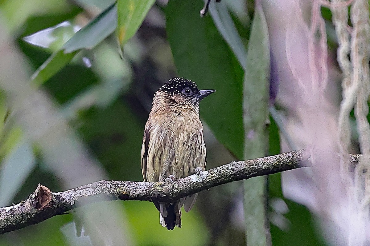 Olivaceous Piculet - ML435782941