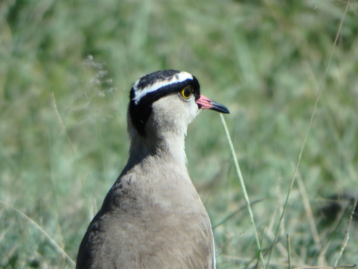 Crowned Lapwing - ML43578431