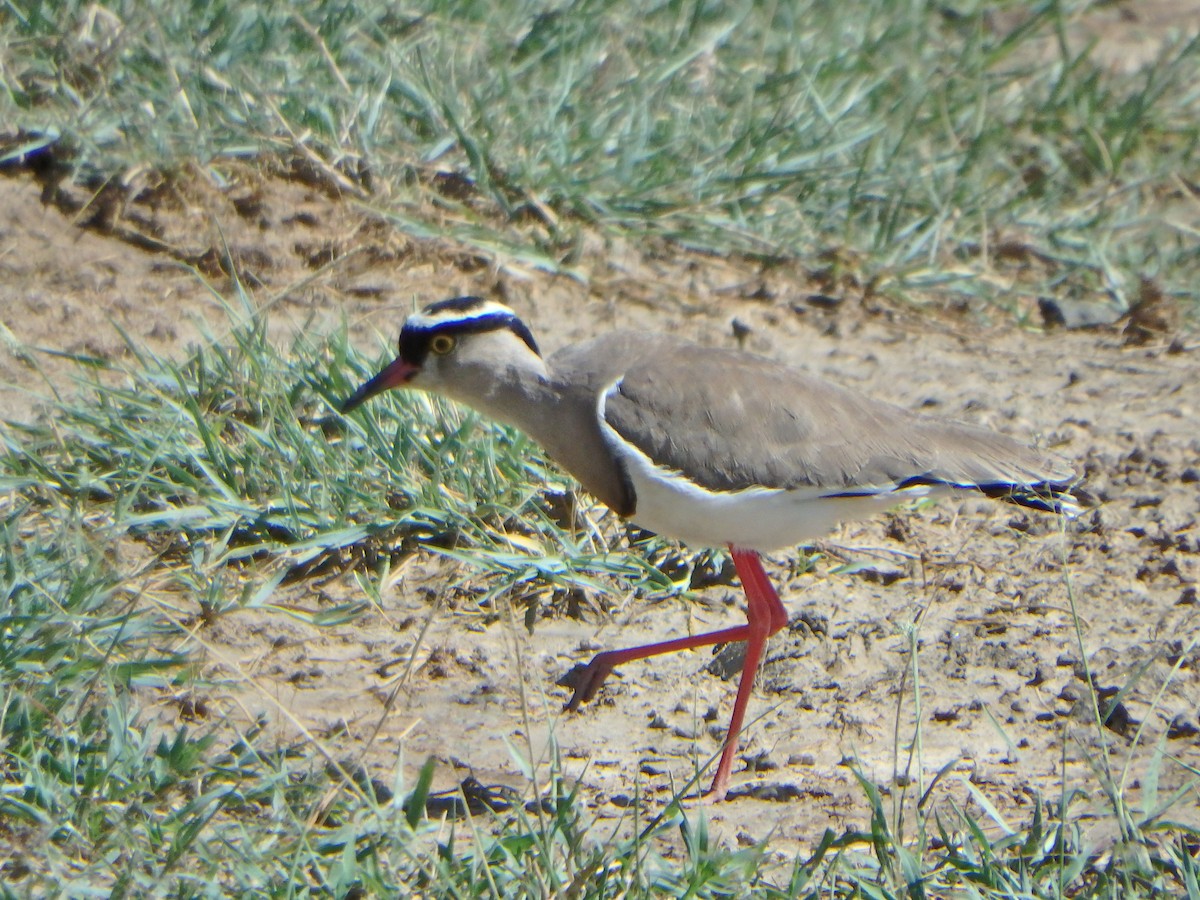 Crowned Lapwing - ML43578551