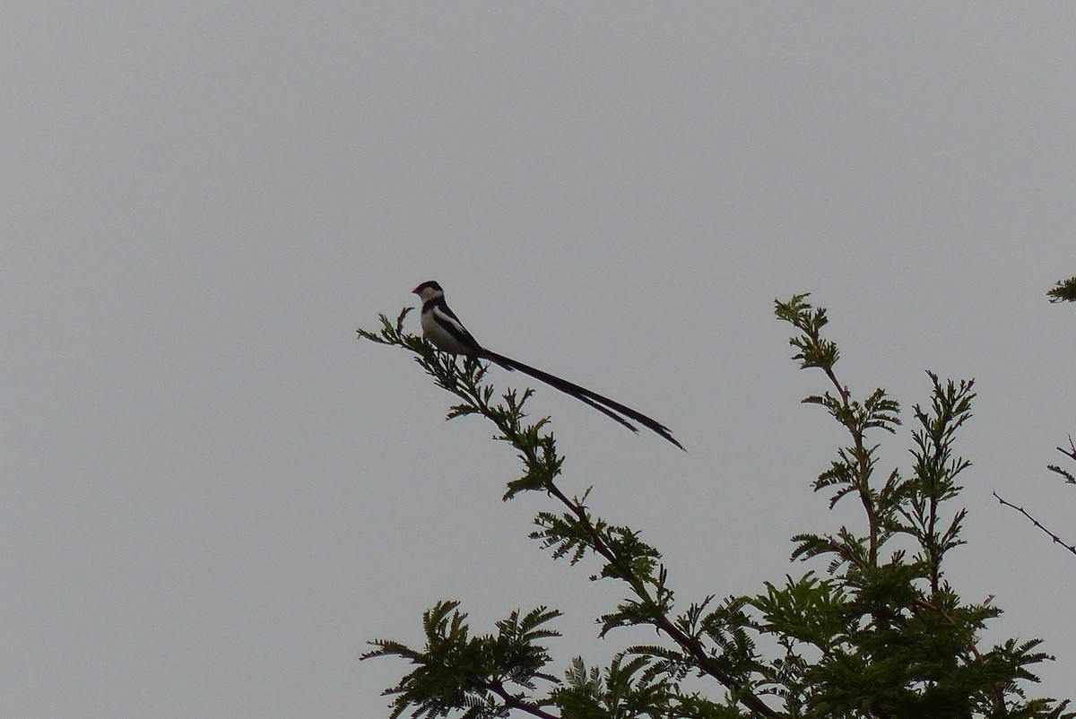 Pin-tailed Whydah - ML435786991