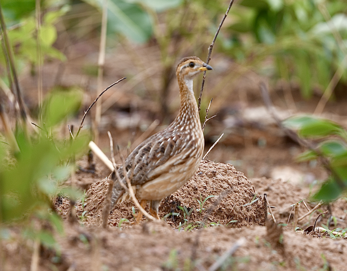White-throated Francolin - ML435791431