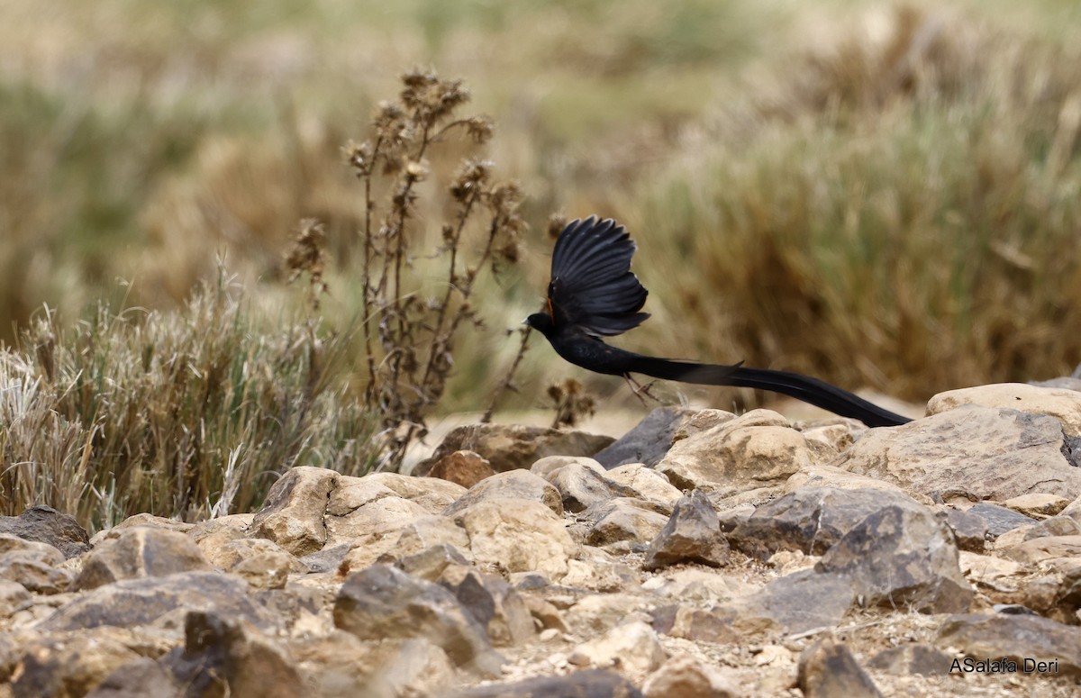 Long-tailed Widowbird - ML435795931