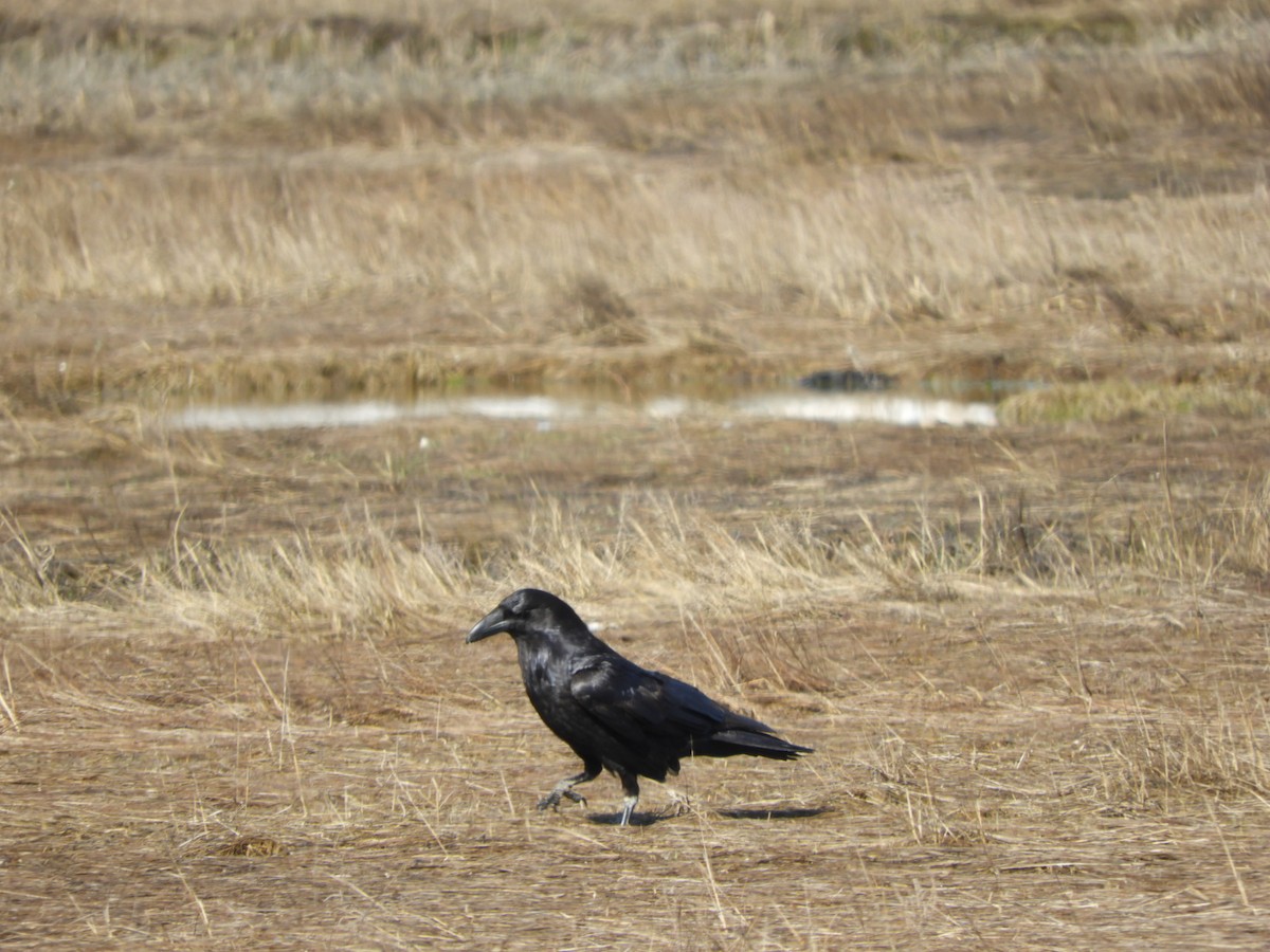 Common Raven - ML435798461