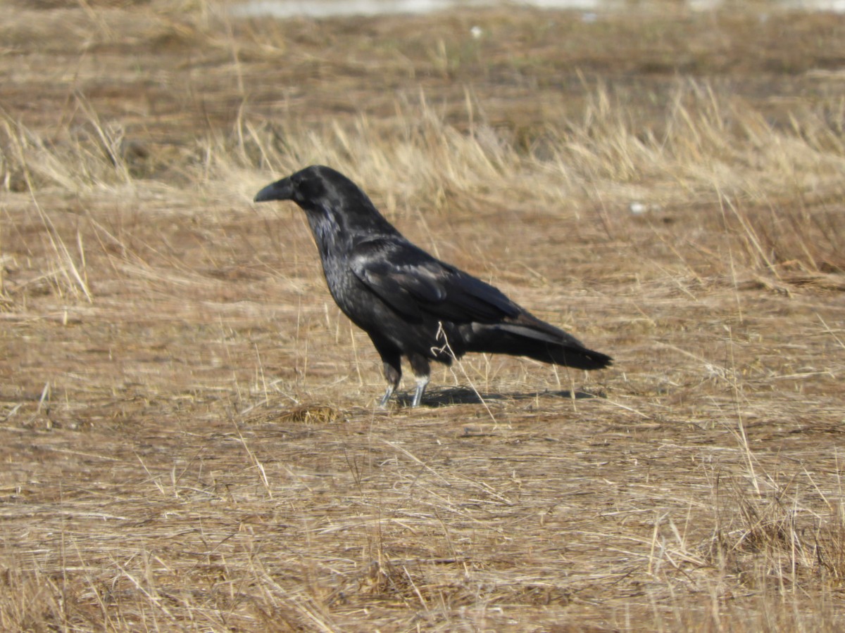 Common Raven - ML435798481