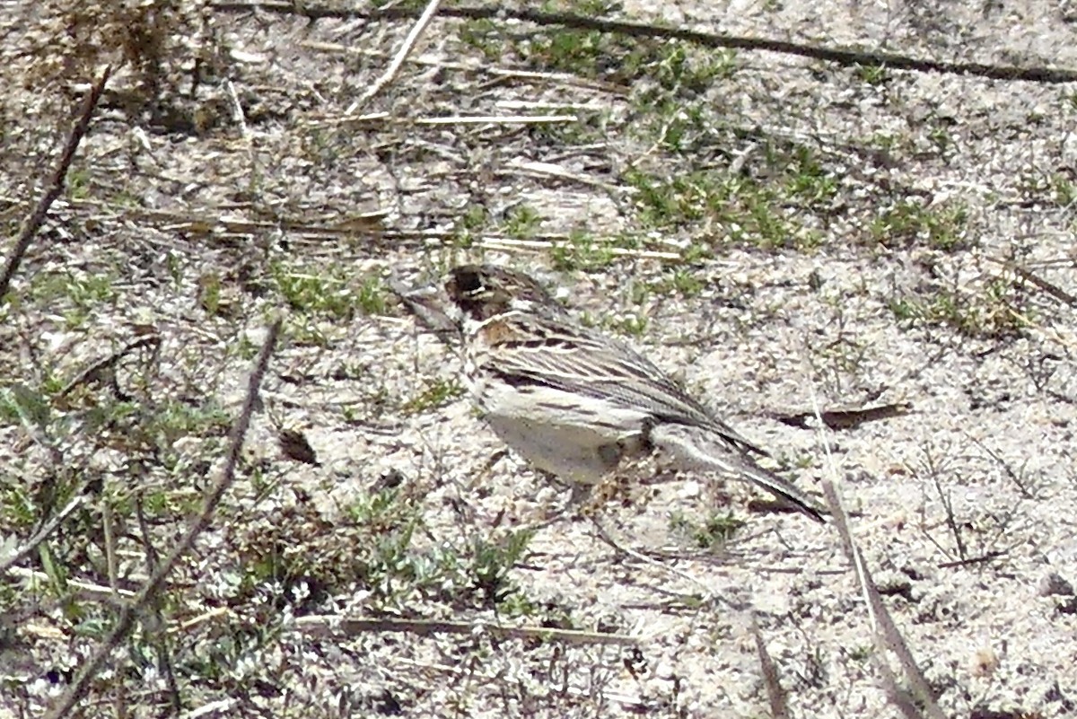 Vesper Sparrow - ML435816511