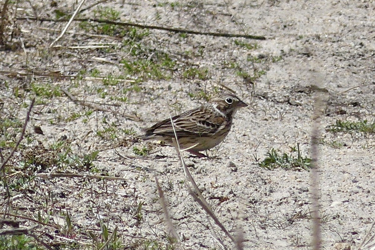 Vesper Sparrow - ML435816531