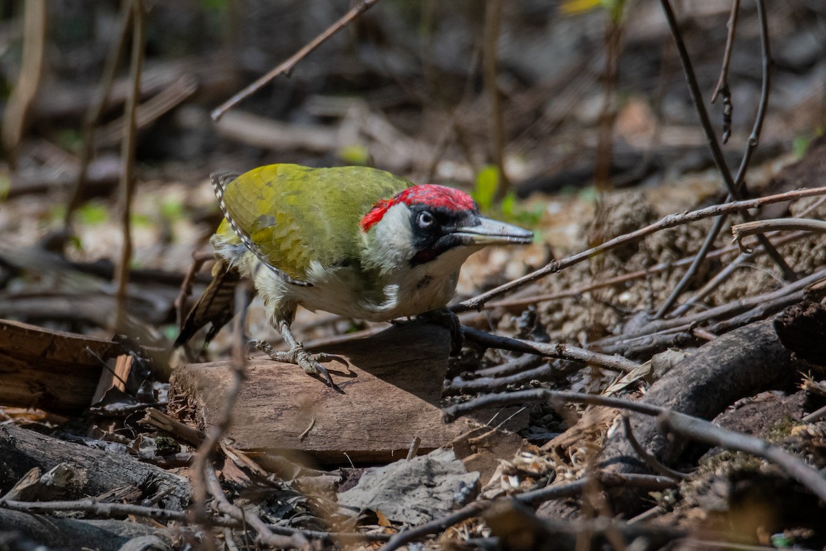 Eurasian Green Woodpecker - ML435818501