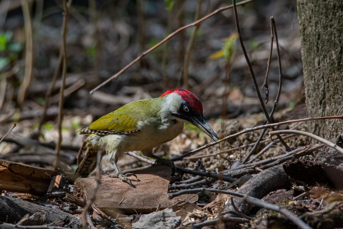 Eurasian Green Woodpecker - ML435818671