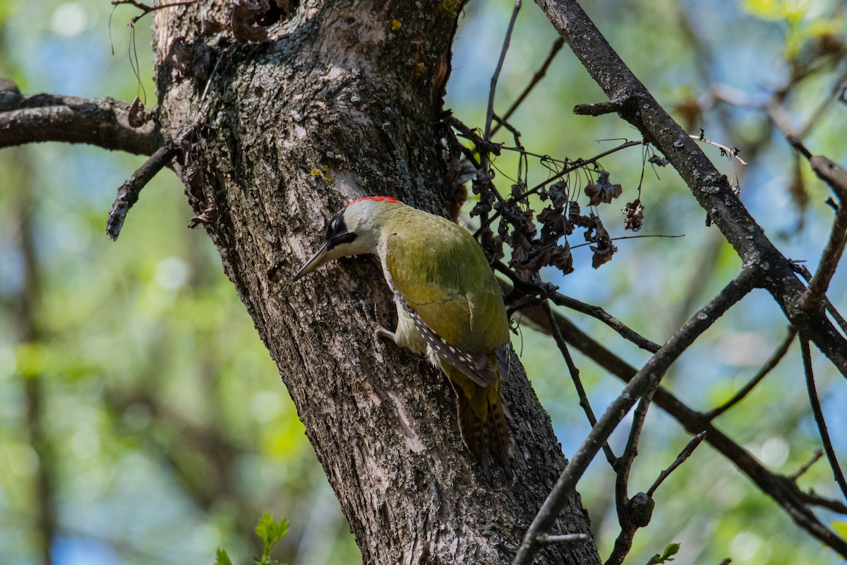 Eurasian Green Woodpecker - ML435818731