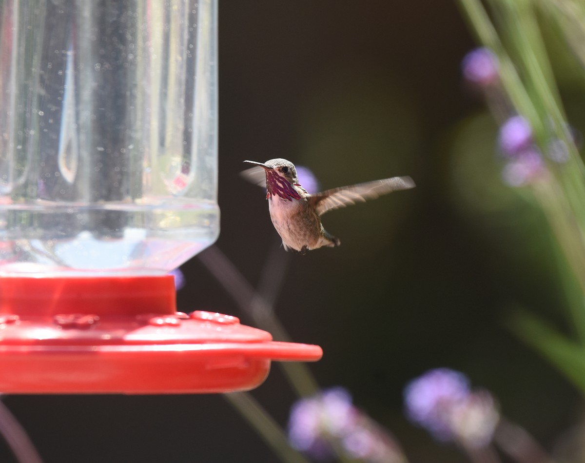 Calliope Hummingbird - ML435818981
