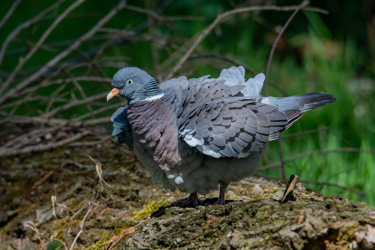 Common Wood-Pigeon - ML435820641