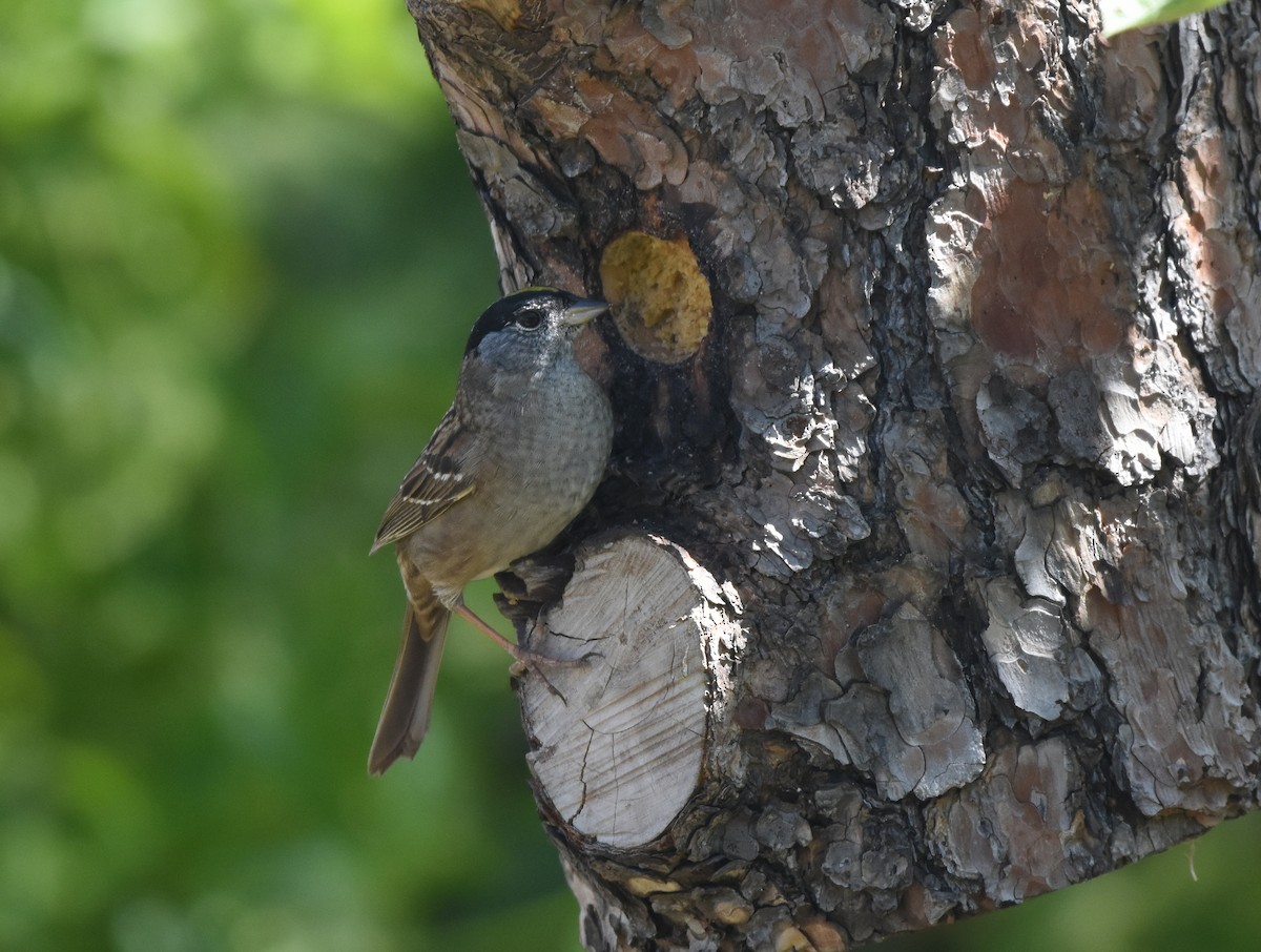 Golden-crowned Sparrow - ML435821341