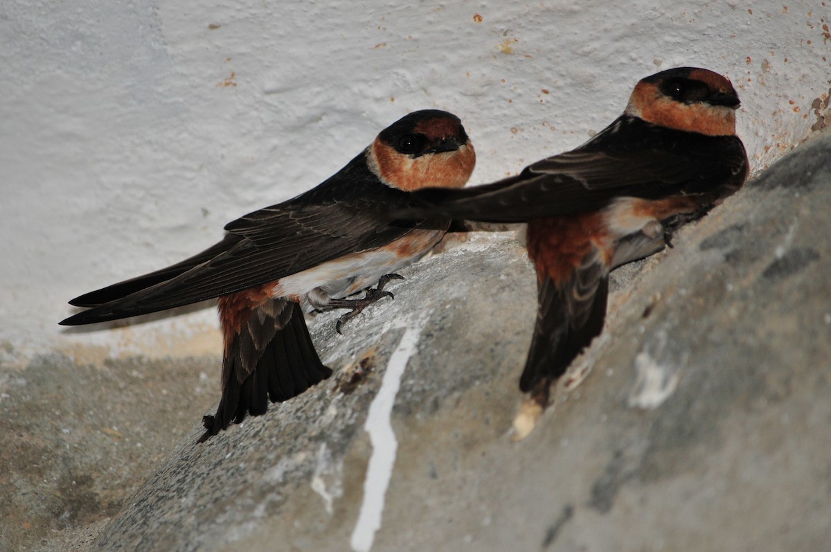 Cave Swallow - ML435827201