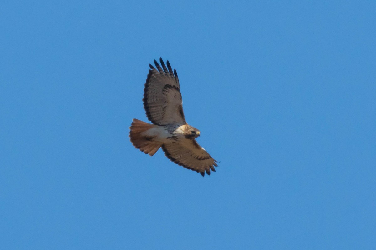 Red-tailed Hawk - ML435830461