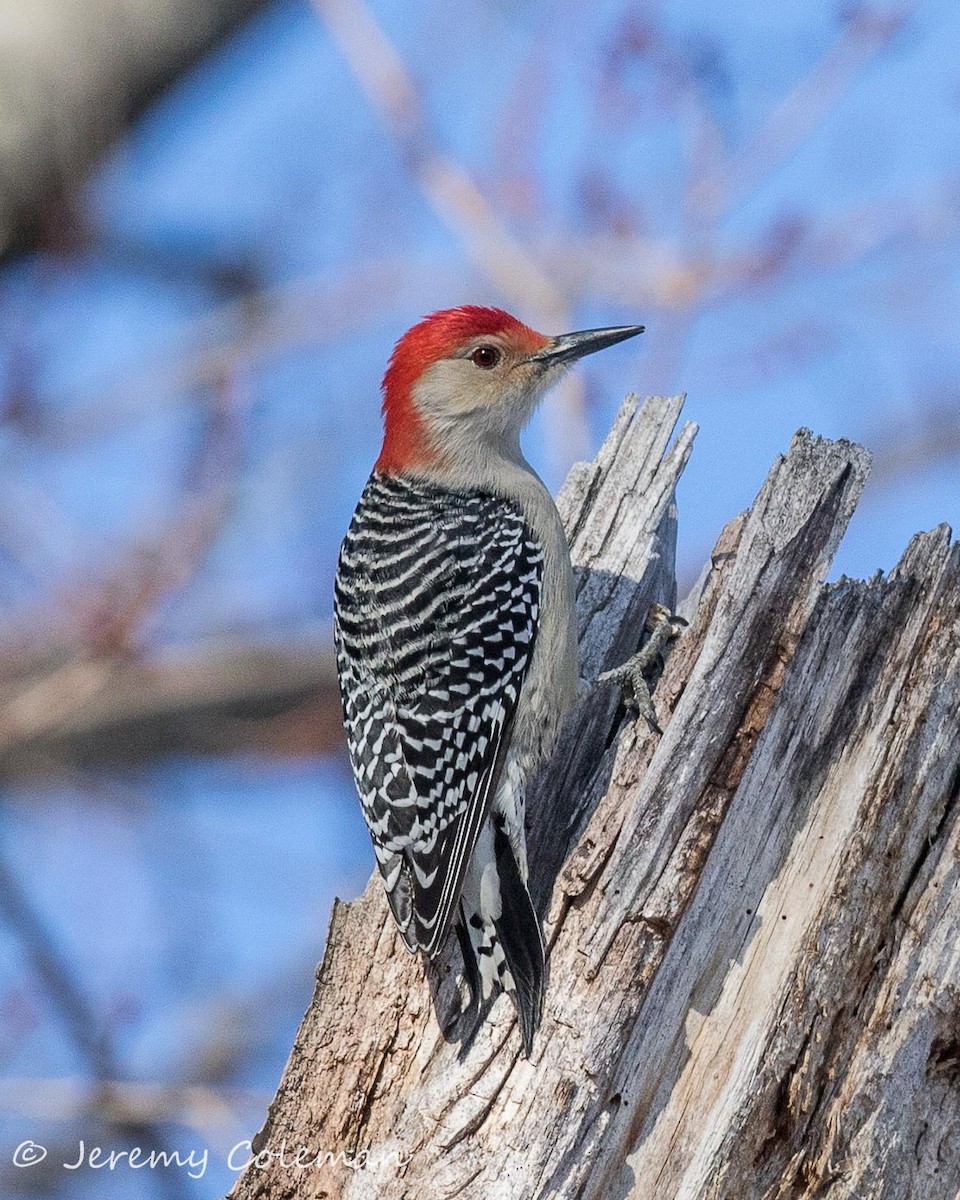 Red-bellied Woodpecker - Jeremy Coleman