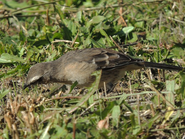 Bird feeding on the ground. - Chilean Mockingbird - 