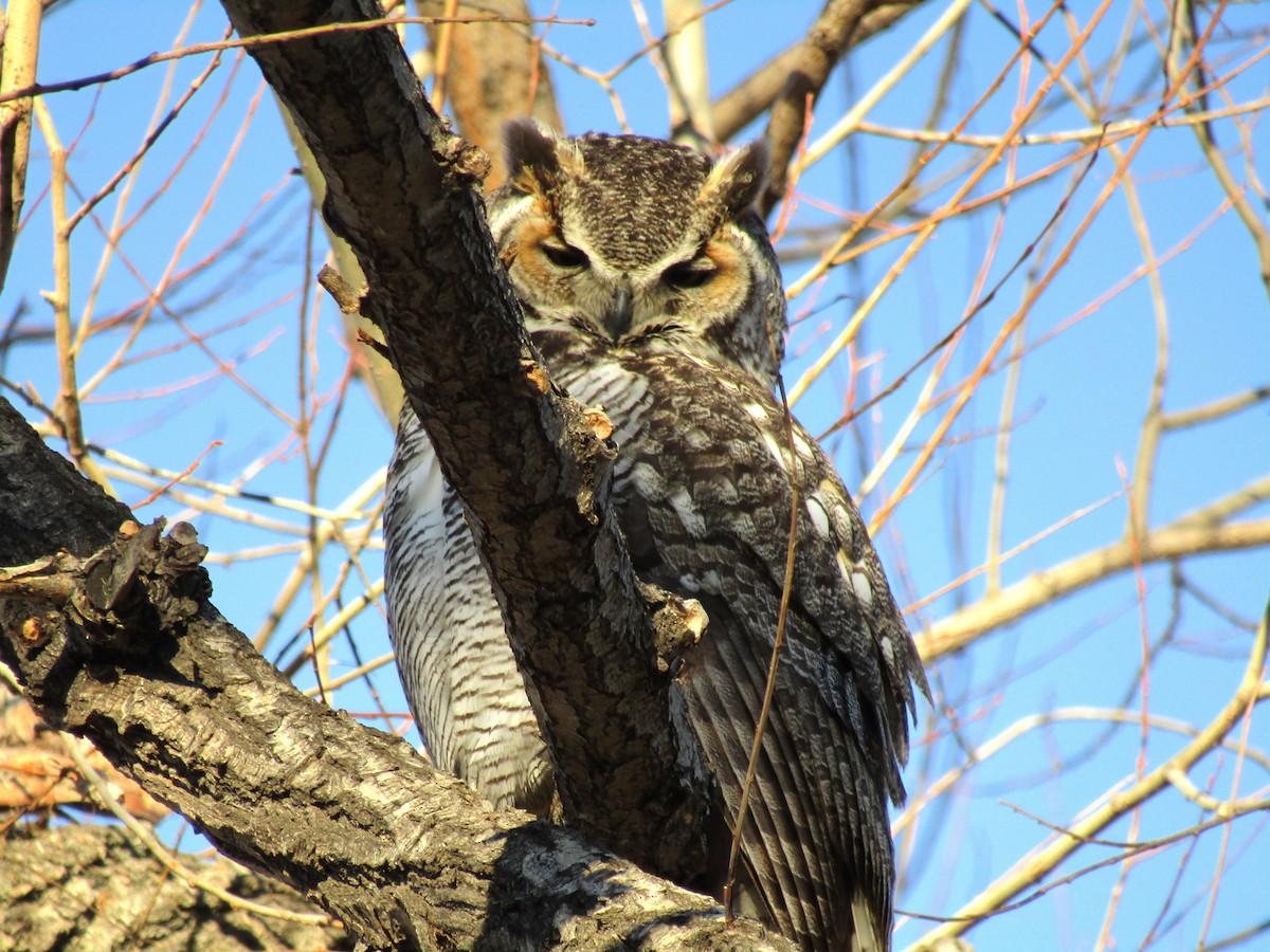 Great Horned Owl - ML43584141