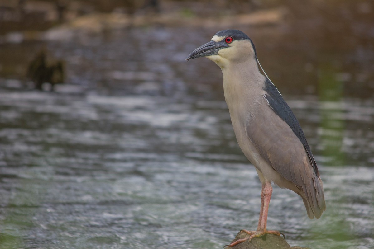 Black-crowned Night Heron (American) - Jared Conaway