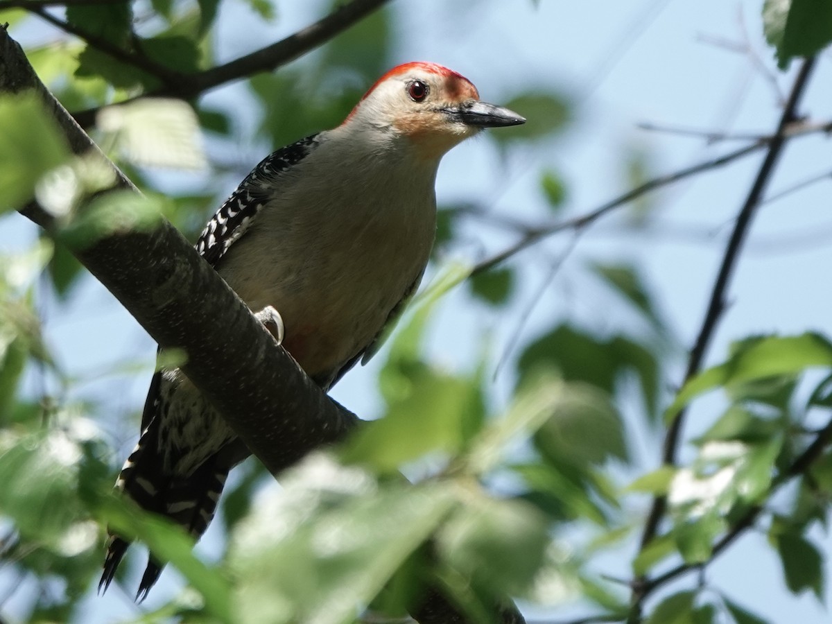 Red-bellied Woodpecker - ML435847991
