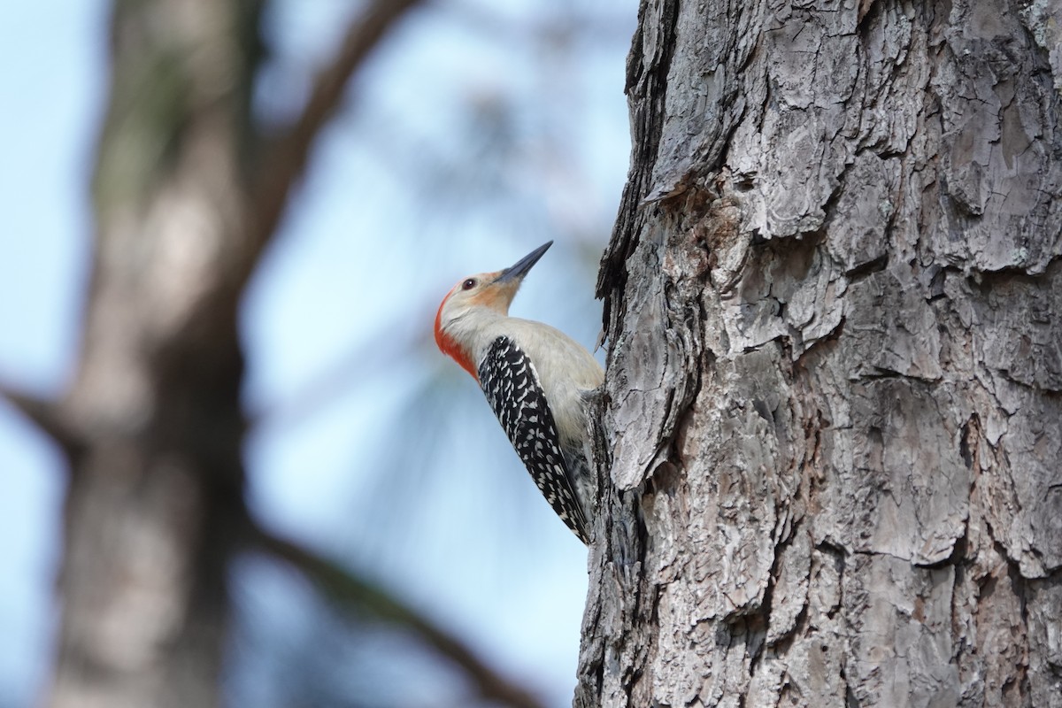 Red-bellied Woodpecker - Charlie Spencer