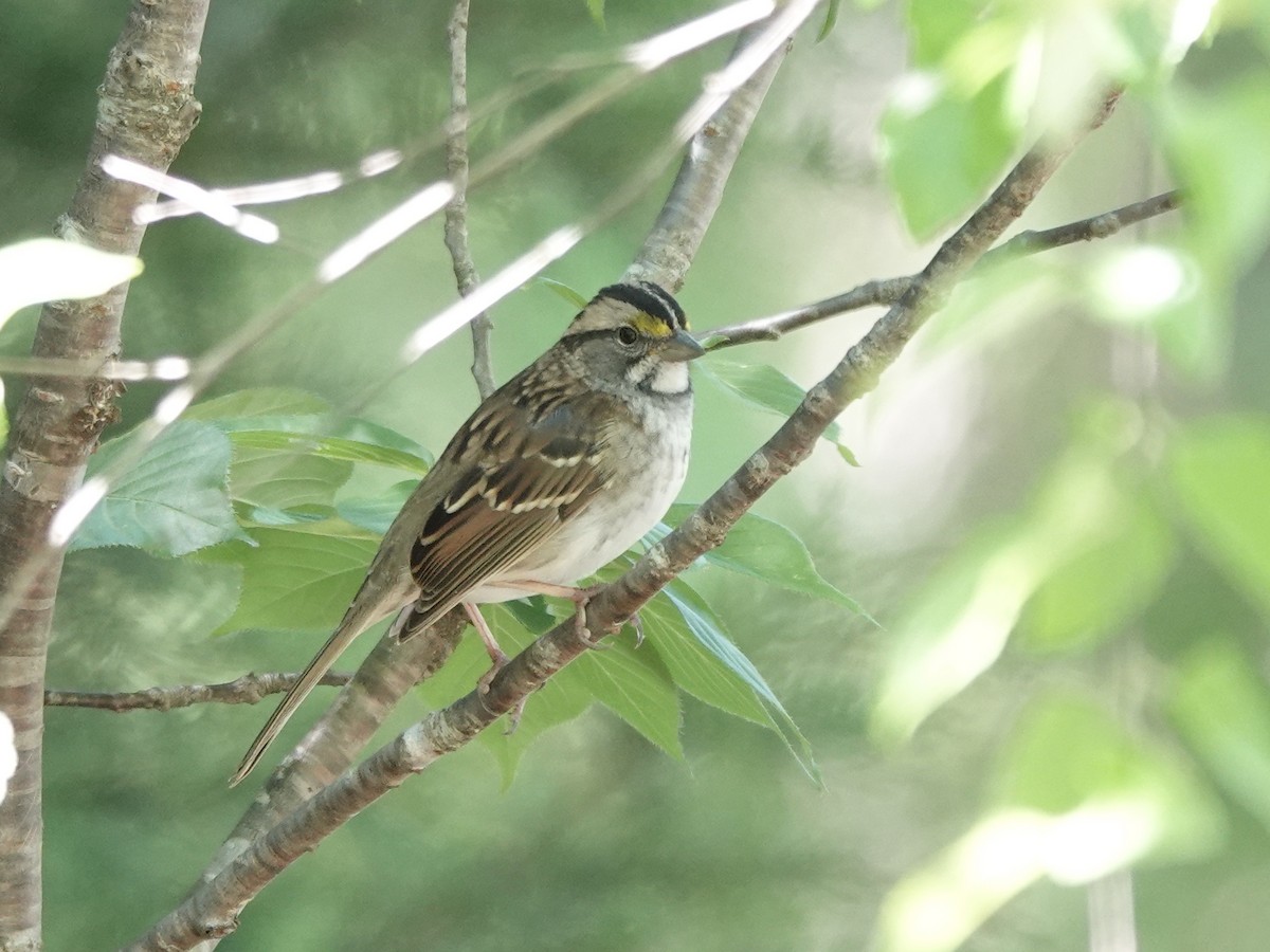 White-throated Sparrow - ML435848611
