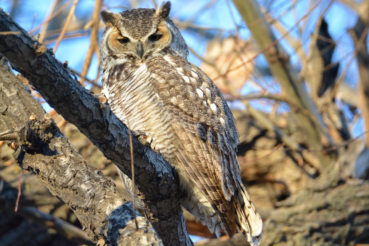 Great Horned Owl - ML43585351